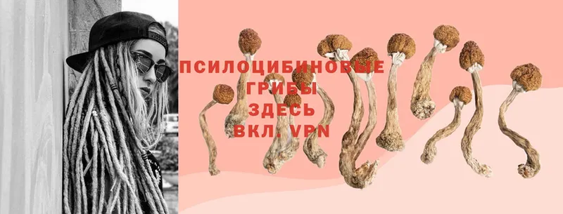 цена наркотик  Зеленоградск  Псилоцибиновые грибы Psilocybe 